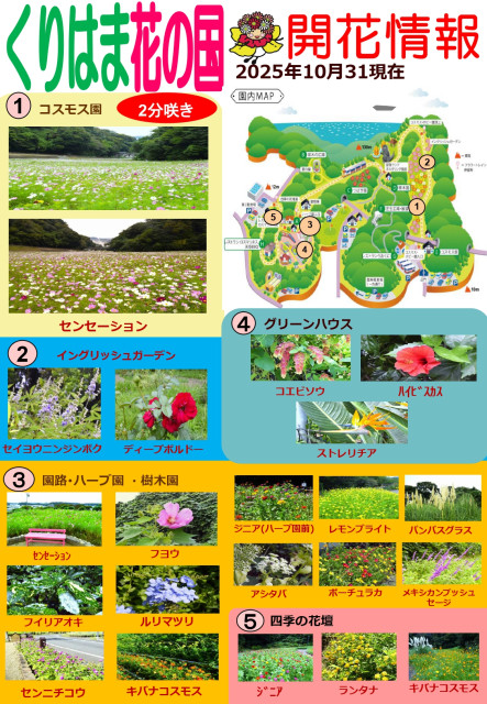 横須賀くりはま花の国・10/31～開花情報